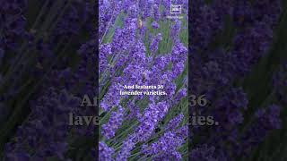 Southern Oregon lavender Trail Festival invites visitors to explore 6 lavender farms [upl. by Zacarias604]