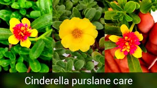 Cinderella Purslane plant care n fertilizer Hybrid portulaca  moss rose  dopehrkhiri plant [upl. by Kehoe]