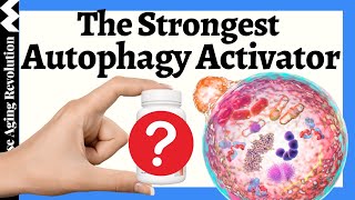 The STRONGEST Autophagy Activator [upl. by Mccurdy97]