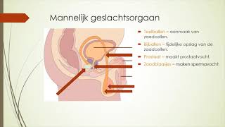 Het mannelijk geslachtsorgaan [upl. by Sacken]