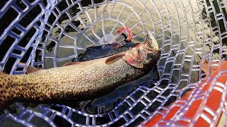 BOBBERS DOWN Spring PNW Trout at 1k foot elevation Mountain Lake [upl. by Jacinta]