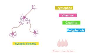 Impact of almond consumption on memory – Video abstract 469179 [upl. by Ofloda]