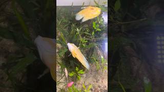 എല്ലാം പോയി ഗുയ്സ് 💔😭🥹 All fishes dead in planted aquarium  fishdead fish aquarium shorts [upl. by Acinoreb]