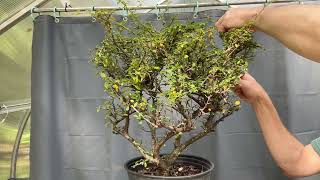 Cotoneaster Nursery Stock Initial Pruning 2Oct2023 [upl. by Straub596]