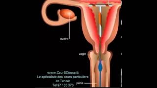 Les moyens de contraception [upl. by Asyram]