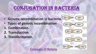 Bacterial conjugation Hfr cell f prime Genetic recombination in bacteria UrduHindi Botany [upl. by Allis962]