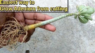 अडेनियम को कटिंग से कैसे लगाए  Adenium from cutting [upl. by Iadam]