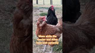 Broody hen pt 3 animals farmlife freerangechicken broodyhen celebrity fallchicks [upl. by Notyalc]