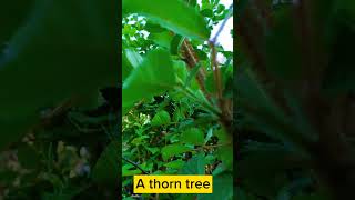 A thorn tree shorts viralshortvideo [upl. by Aecila]