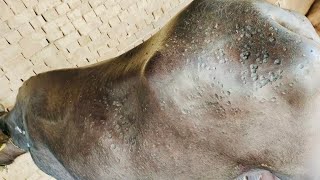 Pox Virus Infection  Buffalo Pox  Viral Disease  Be Careful [upl. by Attenol]