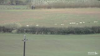 Claro Beagles caught hunting hares in North Yorkshire [upl. by Atiken]