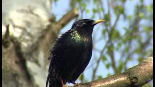 Der Star ein perfekter Imitator und quotBauchrednerquot  Sturnus vulgaris [upl. by Atsylak]