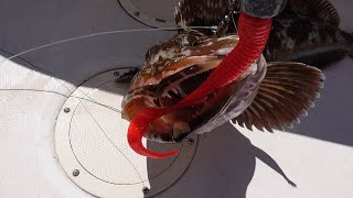 Washington State Lingcod and Cabezon Fishing 2021 Blue Sea Monster [upl. by Levitt]