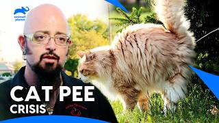 Can Jackson Galaxy Solve This Cats Peeing Problem 🐱💦 My Cat From Hell  Animal Planet India [upl. by Dermot]