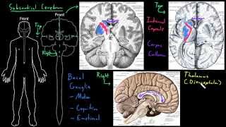 Subcortical cerebrum [upl. by Foote932]