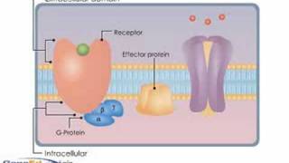 GProtein Coupled Receptors [upl. by Aenneea]