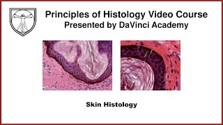 Skin Histology Integumentary System Histology Part 1 of 2 [upl. by Aitret617]