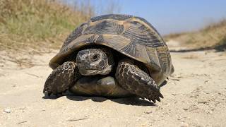 Wild Spurthighed tortoise Testudo graeca ibera on the move [upl. by Enrahs686]