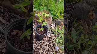 Easy way to propagate dappled willow trees or bushes plantpropagation gardening [upl. by Saxet]