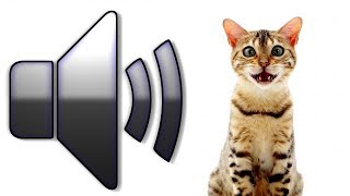 8 HOURS CAT SOUNDS MEOWING NOISES ATTRACT CATS ANNOY CATS [upl. by Jacobah]