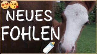 NEUES FOHLEN ♥ ♥ ♥ [upl. by Poulter]