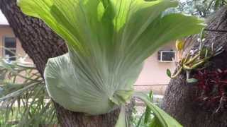 Australian Giant Staghorn Fern Platycerium superbum [upl. by Kalam]