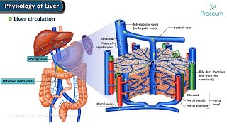 Physiology Of Liver Animation [upl. by Modesty]