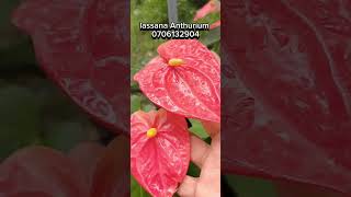 lassana Anthurium anthuriumplant [upl. by Aneeras]