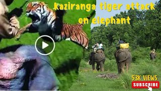 kaziranga national Park ￼tiger attack on elephant  subscribe like and share [upl. by Yrreg721]