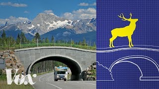 Wildlife crossings stop roadkill Why arent there more [upl. by Linad]