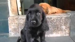 Cutest black cocker spaniel puppy ever [upl. by Lumbye]