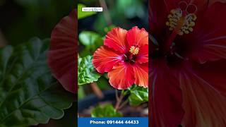 Hibiscus flower for fast hair growth and Hair fall  Hibiscus flower for your long shiny free Hair [upl. by Ertnod]