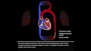 Pulmonary and Systemic Circulations [upl. by Petrick694]