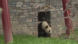 LIVE Pandas voor het eerst naar buiten [upl. by Ik152]