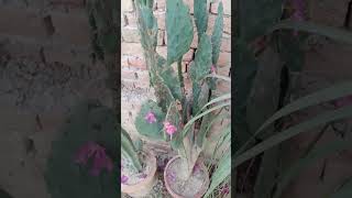 Bunny cactus Opuntia cactuslarge spine cactuscactusshorts [upl. by Heigho]