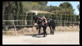 Incredible Friesian Horses  compilation [upl. by Ogata777]