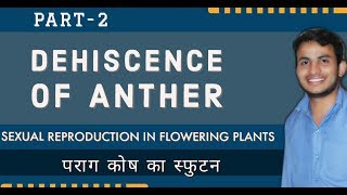 Dehiscence of Anther Sexual Reproduction in Flowering Plants  CBSE  NEET Hindi Medium [upl. by Aietal489]