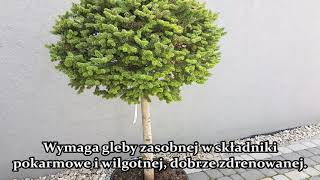 Jodła koreańska Cis  Abies koreana Cis BONSAI jodła formowana o kulistym pokroju [upl. by Ziza]