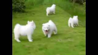 Puppy Love  Samoyed Puppies [upl. by Relyhs]