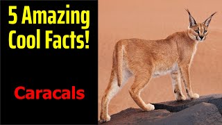 5 Fascinating Facts About Caracals [upl. by Sirrad]