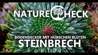 Steinbrech  Bodendecker mit hübschen Blüten [upl. by Seto824]