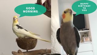 Adorable Cockatiel Parrots Singing and Talking Compilation  Cute Lovely Cockatiel Sounds [upl. by Ffirahs]