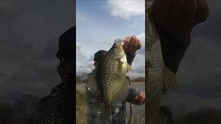 Huge Crappie On Jerkbait shorts crappiefishing [upl. by Bez]