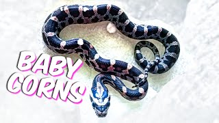 Why Handle Snakes From Birth [upl. by Bjork]