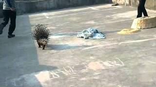 my pet porcupine [upl. by Akiram]