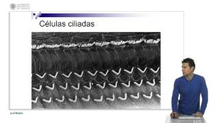Funcionamiento del oído  323  UPV [upl. by Tnomel476]