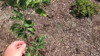 Cherokee Brave Dogwood Video 1 [upl. by Uella953]