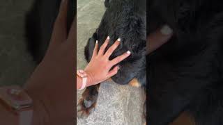 Giant Rottie rottweiler shorts shorts fypシ゚viral reels shortsfeed shortvideo fypシ゚ [upl. by Derrik]