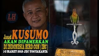 Jasad KUSUMO Sang Legenda Tawa Akan Di Pamerkan Di Indonesia Bird Con  IBC [upl. by Attenyl]