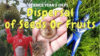 DISPERSAL of Seeds OR Fruits  Science Year 5 DLP [upl. by Hairem867]